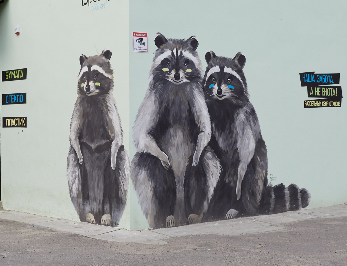 Raccoons 1